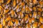 USA, New Mexico. Honey bees swarming. Art Print